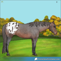 Horse Color:Bay Appaloosa 