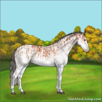 Horse Color:White Spotted Bay Splash  and White Spotted Bay Splash Blanket 