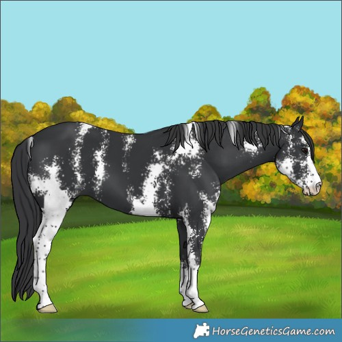 Horse Color:Black Sabino 