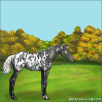 Horse Color:Watercolor Silver Buckskin Chinchilla Ice Dun Appaloosa Rabicano