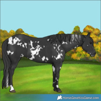 Horse Color:White Spotted Black