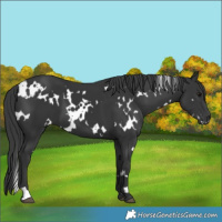 Horse Color:White Spotted Black