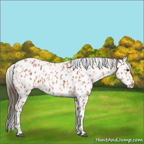 Horse Color:Bay Appaloosa and Bay Appaloosa Rabicano