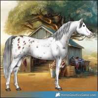 Horse Color:Bay Appaloosa  and Black Appaloosa 