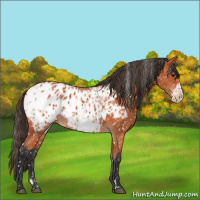 Horse Color:Bay Appaloosa  and Bay Frame Appaloosa 
