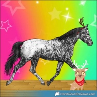 Horse Color:Gray Black Appaloosa and Gray Black Appaloosa