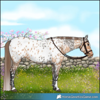 Horse Color:Grullo Appaloosa  and Bay Dun Appaloosa 