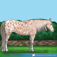 Horse Color:Bay Appaloosa  and Bay Appaloosa 