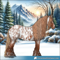 Horse Color:Chestnut Appaloosa  and Red Roan Appaloosa 