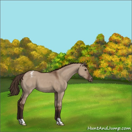 Horse Color:Liver Red Dun Appaloosa 