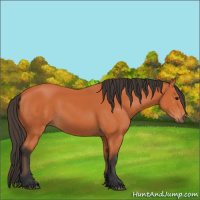 Horse Color:Unknown 