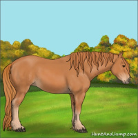 Horse Color:Unknown 