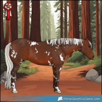 Horse Color:White Spotted Silver Brown 