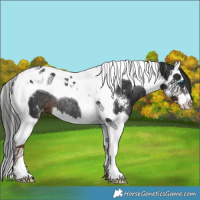 Horse Color:Liver Chestnut Sabino Splash Tobiano Varnish Rabicano 