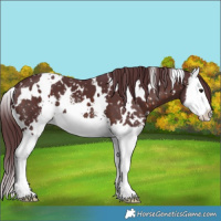 Horse Color:White Spotted Chocolate Brown Sabino Splash Snowflake Varnish