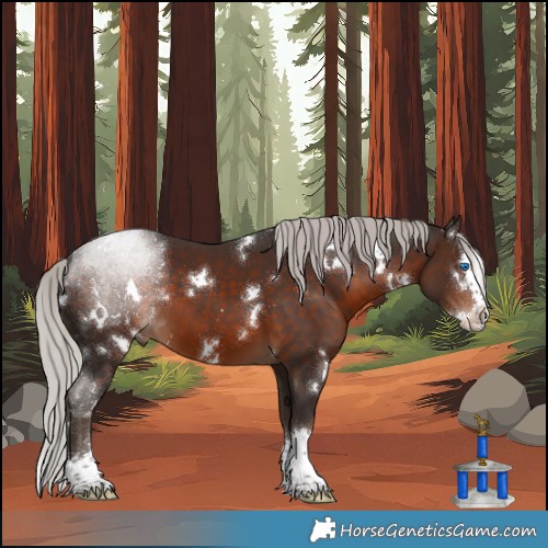 Horse Color:White Spotted Silver Brown Splash 
