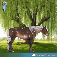 Horse Color:White Spotted Silver Brown Rabicano 