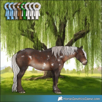 Horse Color:White Spotted Silver Brown Rabicano 