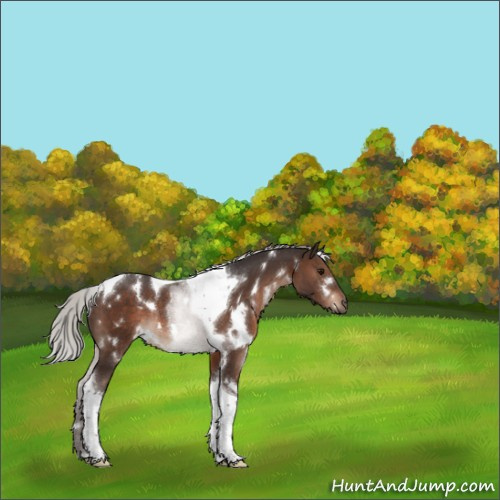 Horse Color:White Spotted Silver Brown Tobiano Rabicano 