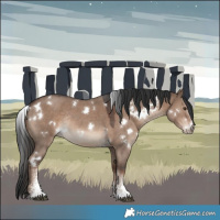 Horse Color:White Spotted Liver Red Dun Sabino Rabicano 