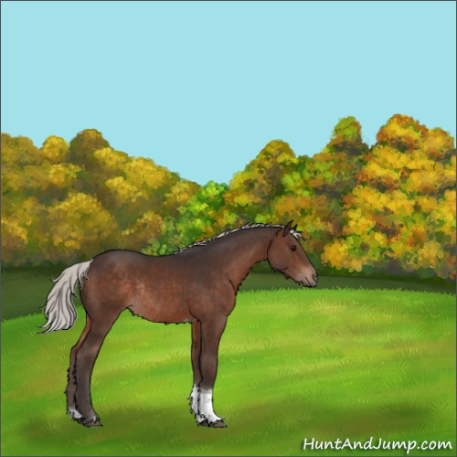 Horse Color:Silver Brown Tobiano Rabicano 