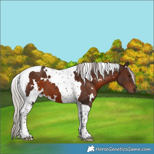Horse Color:White Spotted Silver Brown Tobiano 