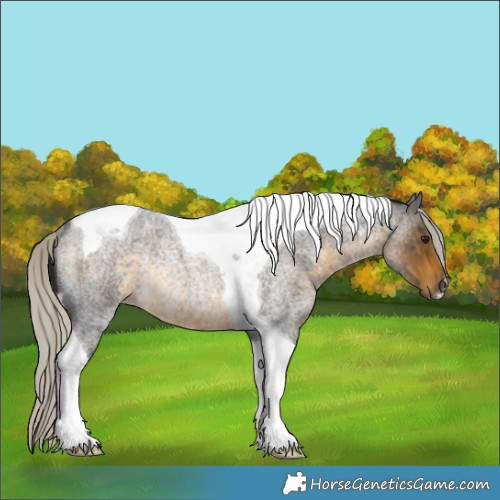 Horse Color:Silver Buckskin Roan Tobiano Rabicano 