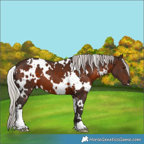 Horse Color:White Spotted Silver Brown 