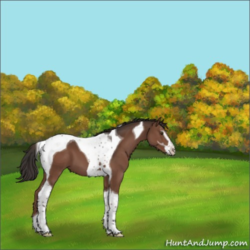 Horse Color:Liver Chestnut Sabino Tobiano 