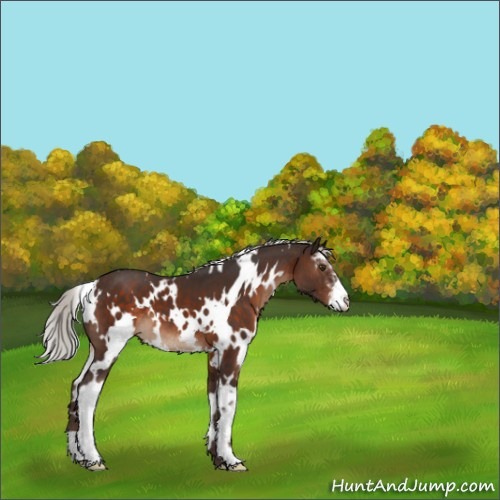 Horse Color:White Spotted Silver Brown Sabino 