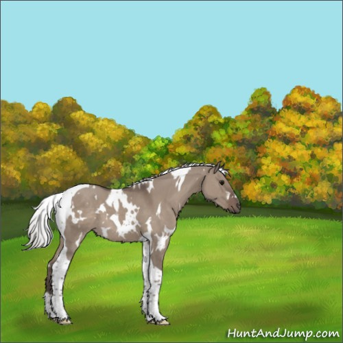 Horse Color:White Spotted Silver Grullo Tobiano 
