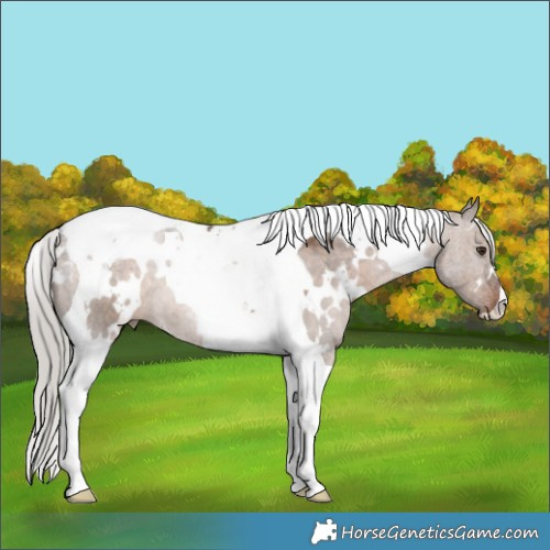 Horse Color:White Spotted Silver Brown Dun Tobiano 