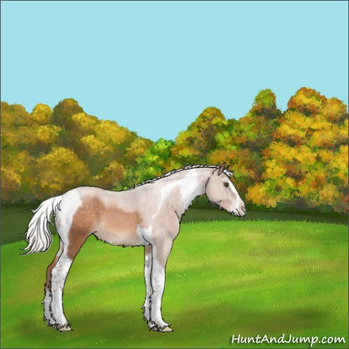 Horse Color:Silver Brown Pearl Sabino Tobiano 