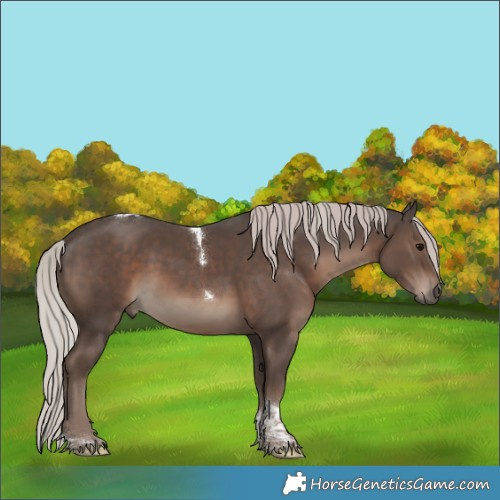 Horse Color:Silver Black Tobiano Rabicano 