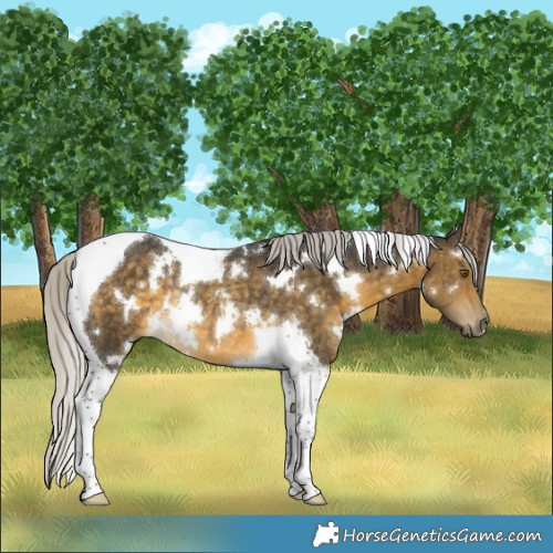 Horse Color:White Spotted Silver Buckskin Tobiano Rabicano 