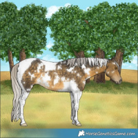 Horse Color:White Spotted Silver Buckskin Tobiano Rabicano 