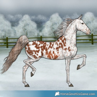 Horse Color:Chestnut Appaloosa  and Chestnut Appaloosa 