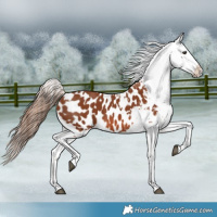 Horse Color:Chestnut Appaloosa and Chestnut Appaloosa