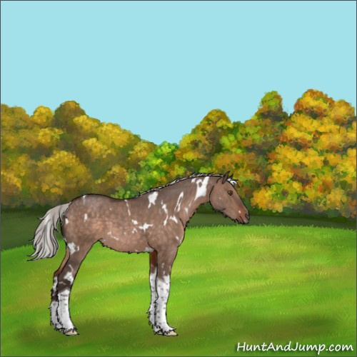Horse Color:White Spotted Silver Brown Dun Tobiano 