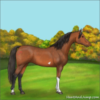 Horse Color:Bay Tobiano Rabicano 