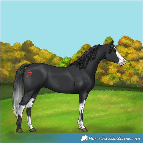 Horse Color:Black and Black Splash
