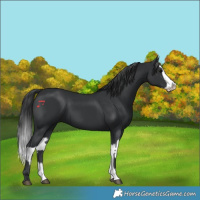 Horse Color:Black  and Black Splash 