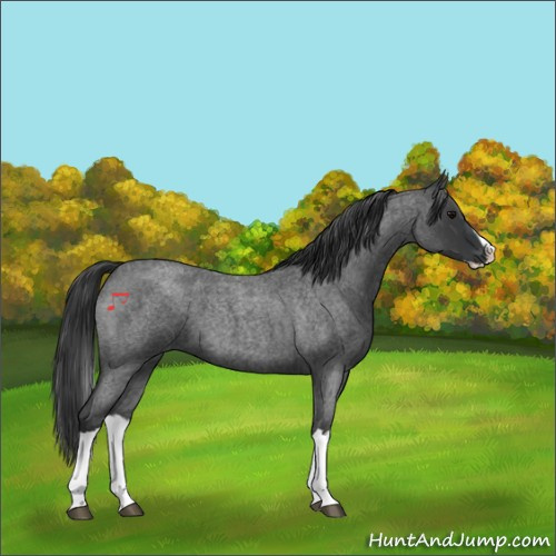 Horse Color:Blue Roan Splash