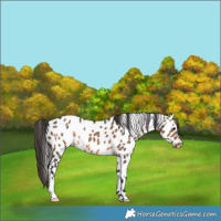 Horse Color:Brown Dun Appaloosa 