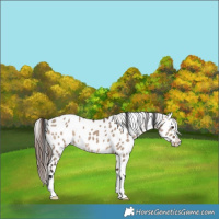 Horse Color:Brown Dun Near Leopard 