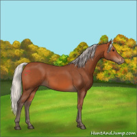 Horse Color:Silver Bay 