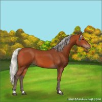 Horse Color:Silver Bay 