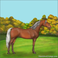 Horse Color:Silver Bay 