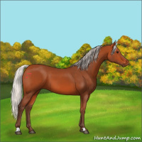 Horse Color:Silver Bay 