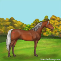Horse Color:Silver Bay 